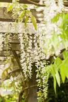 Wisteria sinensis 'Alba' (Blauweregen 'Alba') - afbeelding 2