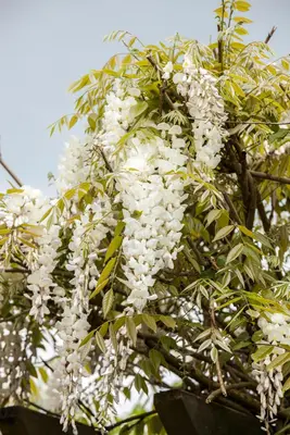 Wisteria sinensis 'Alba' (Blauweregen 'Alba') - afbeelding 3