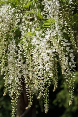 Wisteria sinensis 'Alba' (Blauweregen 'Alba') - afbeelding 4
