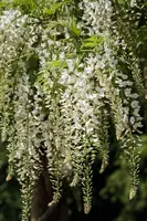 Wisteria sinensis 'Alba' (Blauweregen 'Alba') - afbeelding 4