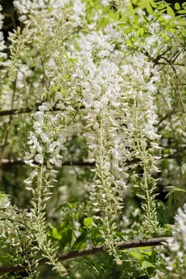 Wisteria sinensis 'Alba' (Blauweregen 'Alba') - afbeelding 5