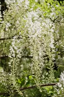 Wisteria sinensis 'Alba' (Blauweregen 'Alba') - afbeelding 5