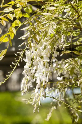Wisteria sinensis 'Alba' (Blauweregen 'Alba') - afbeelding 6