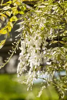 Wisteria sinensis 'Alba' (Blauweregen 'Alba') - afbeelding 6