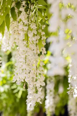 Wisteria sinensis 'Alba' (Blauweregen 'Alba') - afbeelding 8