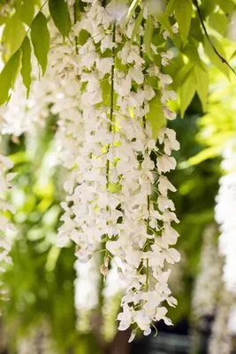 Wisteria sinensis 'Alba' (Blauweregen 'Alba') - afbeelding 9