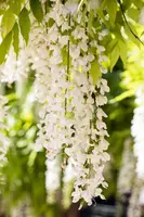 Wisteria sinensis 'Alba' (Blauweregen 'Alba') - afbeelding 9