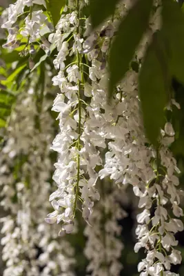 Wisteria sinensis 'Alba' (Blauweregen 'Alba') - afbeelding 10