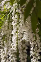 Wisteria sinensis 'Alba' (Blauweregen 'Alba') - afbeelding 10