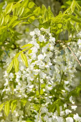 Wisteria sinensis 'Alba' (Blauweregen 'Alba') - afbeelding 13