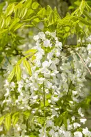 Wisteria sinensis 'Alba' (Blauweregen 'Alba') - afbeelding 13