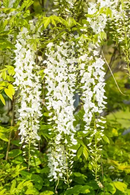 Wisteria sinensis 'Alba' (Blauweregen 'Alba') - afbeelding 15