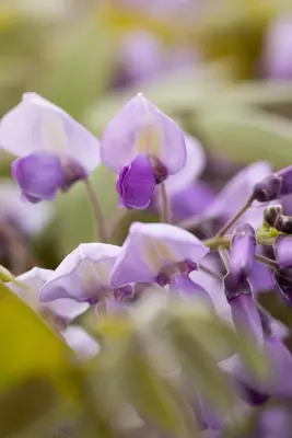 Wisteria sinensis 'Alba' (Blauweregen 'Alba') - afbeelding 19