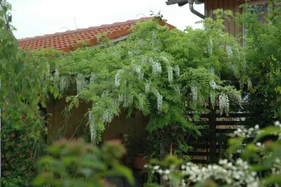 Wisteria sinensis 'Alba' (Blauweregen 'Alba') - afbeelding 11