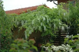 Wisteria sinensis 'Alba' (Blauweregen 'Alba') - afbeelding 11