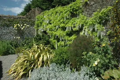 Wisteria sinensis 'Alba' (Blauweregen 'Alba') - afbeelding 12