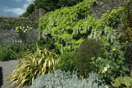 Wisteria sinensis 'Alba' (Blauweregen 'Alba') - afbeelding 12