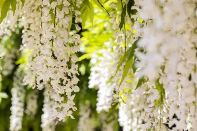 Wisteria sinensis 'Alba' (Blauweregen 'Alba') - afbeelding 7