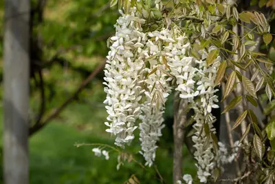 Wisteria sinensis 'Alba' (Blauweregen 'Alba') - afbeelding 16