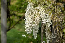 Wisteria sinensis 'Alba' (Blauweregen 'Alba') - afbeelding 16
