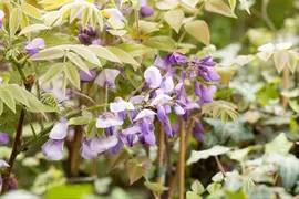 Wisteria sinensis 'Alba' (Blauweregen 'Alba') - afbeelding 17