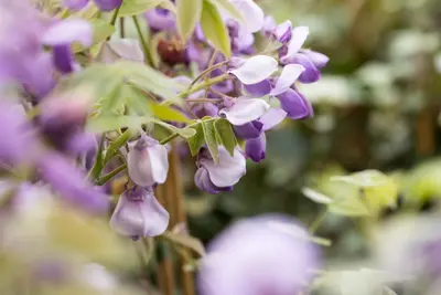 Wisteria sinensis 'Alba' (Blauweregen 'Alba') - afbeelding 18