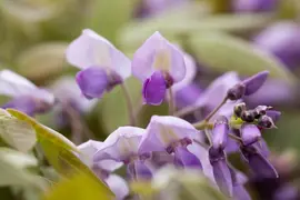 Wisteria sinensis 'Alba' (Blauweregen 'Alba') - afbeelding 20