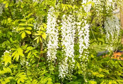 Wisteria sinensis 'Alba' (Blauweregen 'Alba') - afbeelding 14