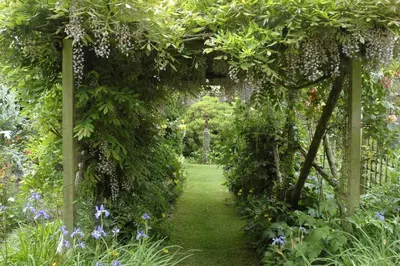 Wisteria 'sinensis' (Blauwe regen) klimplant 115cm - afbeelding 14