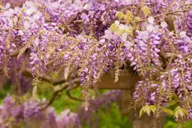 Wisteria 'sinensis' (Blauwe regen) klimplant 115cm - afbeelding 3