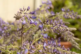 Wisteria 'sinensis' (Blauwe regen) klimplant 115cm - afbeelding 15