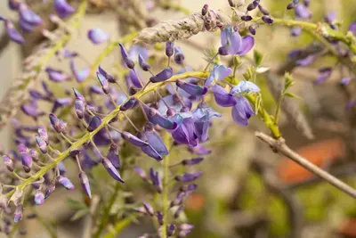 Wisteria 'sinensis' (Blauwe regen) klimplant 115cm - afbeelding 16