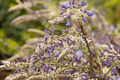 Wisteria 'sinensis' (Blauwe regen) klimplant 115cm - afbeelding 17