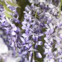 Wisteria 'sinensis' (Blauwe regen) klimplant 115cm - afbeelding 5