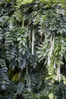 Wisteria 'sinensis' (Blauwe regen) klimplant 115cm - afbeelding 6
