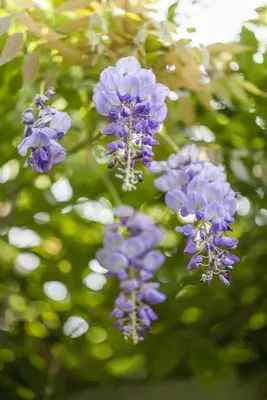 Wisteria 'sinensis' (Blauwe regen) klimplant 115cm - afbeelding 7