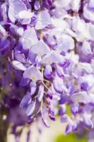 Wisteria 'sinensis' (Blauwe regen) klimplant 115cm - afbeelding 10