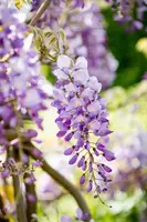 Wisteria 'sinensis' (Blauwe regen) klimplant 115cm - afbeelding 18