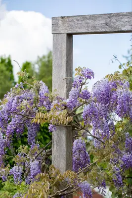 Wisteria 'sinensis' (Blauwe regen) klimplant 115cm - afbeelding 19