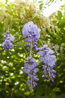 Wisteria sinensis (Blauwe regen) klimplant - afbeelding 6