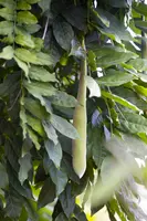 Wisteria sinensis (Blauwe regen) klimplant - afbeelding 10