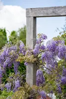 Wisteria sinensis (Blauwe regen) klimplant - afbeelding 17