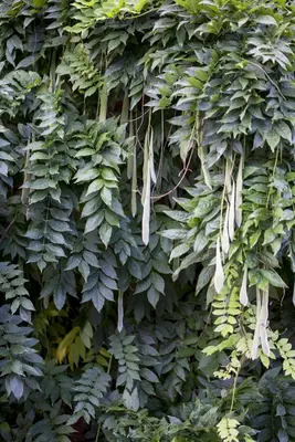 Wisteria 'sinensis' (Blauwe regen) klimplant - afbeelding 6