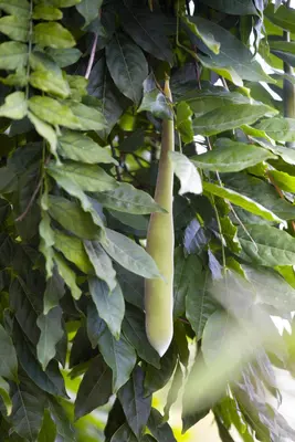 Wisteria 'sinensis' (Blauwe regen) klimplant - afbeelding 12