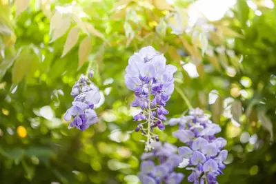Wisteria sinensis (Blauwe regen) klimplant - afbeelding 7