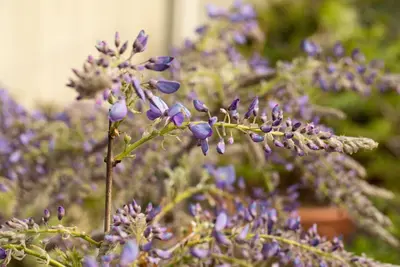 Wisteria 'sinensis' (Blauwe regen) klimplant - afbeelding 15