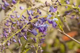 Wisteria 'sinensis' (Blauwe regen) klimplant - afbeelding 16