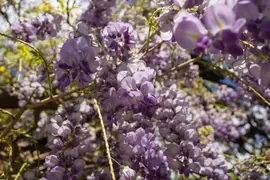 Wisteria 'sinensis' (Blauwe regen) klimplant - afbeelding 4