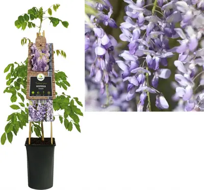 Wisteria sinensis (Blauwe regen) klimplant - afbeelding 1