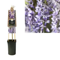 Wisteria sinensis (Blauwe regen) klimplant - afbeelding 2
